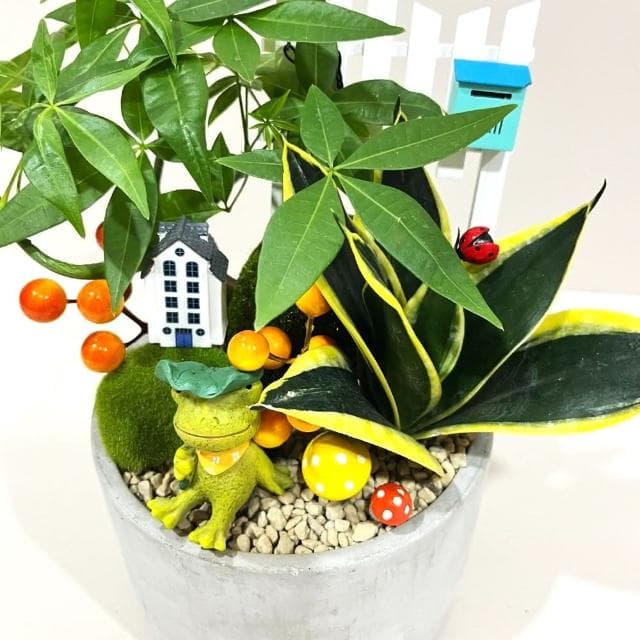 ｜組合盆栽｜發財樹 A款(附底盤)/觀葉植物/水泥盆盆栽/居家美化/開幕盆栽/宅配到府