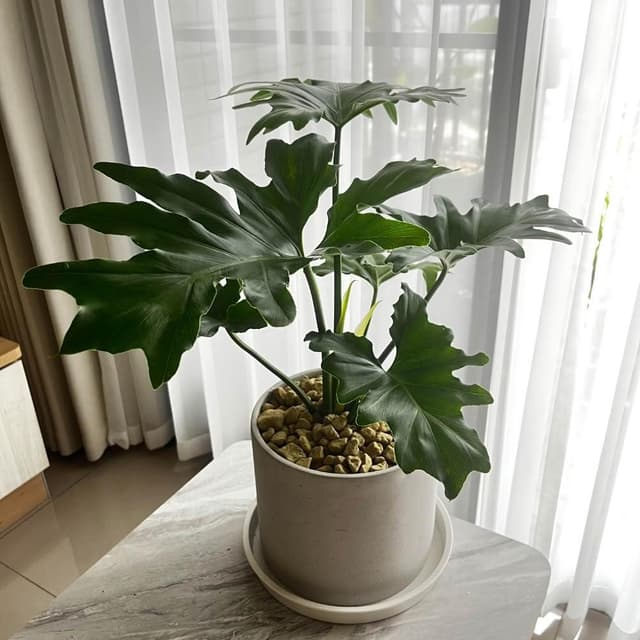 ｜精選盆栽｜小天使蔓綠絨/觀葉植物/水泥盆盆栽/居家美化/開幕盆栽/宅配到府