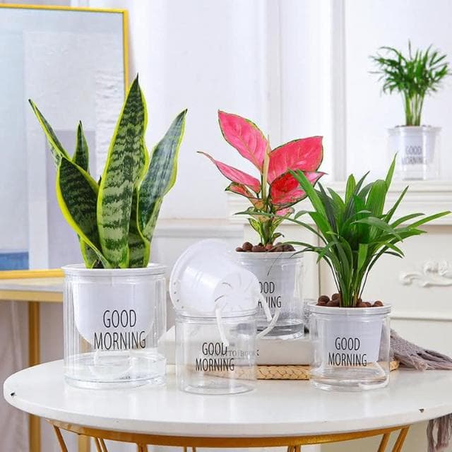 【欣榮園藝資材行】造型 水培花盆 早安花盆 吸水花盆 繁星花盆 水培花盆 水耕植物盆 水培盆 水耕盆栽 懶人花盆