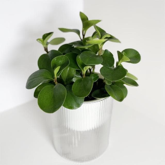 圓葉發財樹(招財盆栽·室內植物·植物送禮·自動澆水)