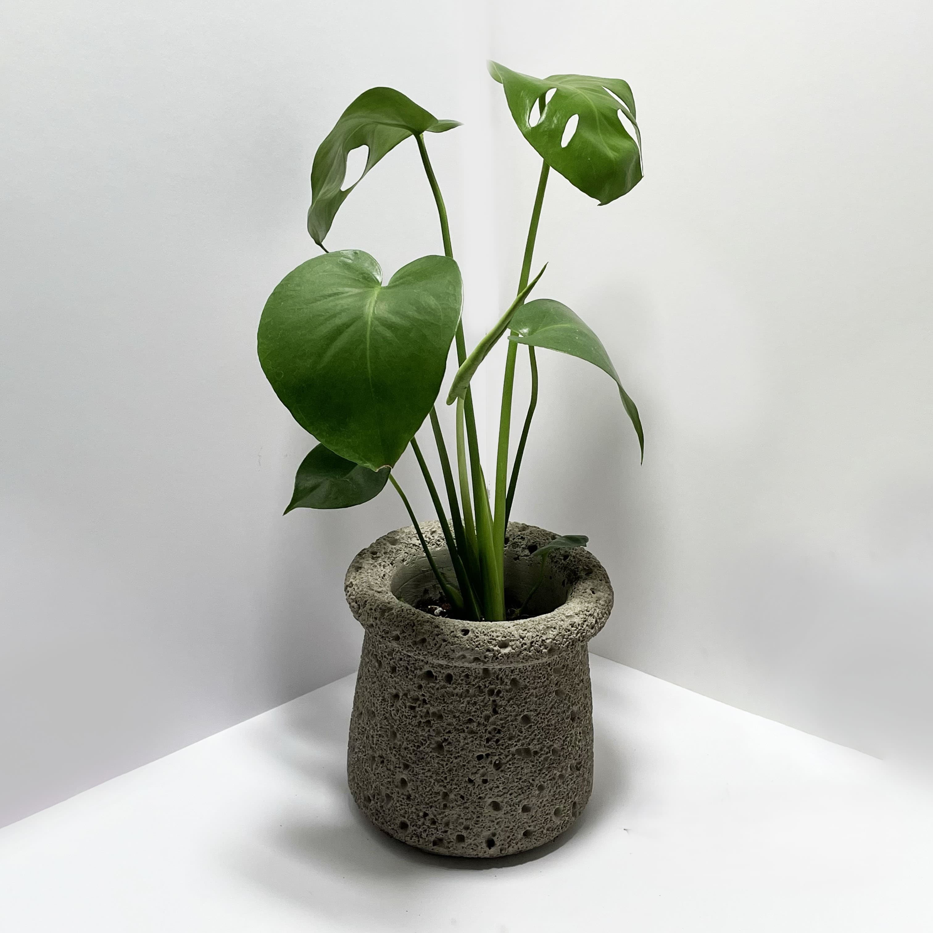 原植 中型植物｜龜背芋植物盆栽 (送禮·室內·觀葉植物·觀賞植物)