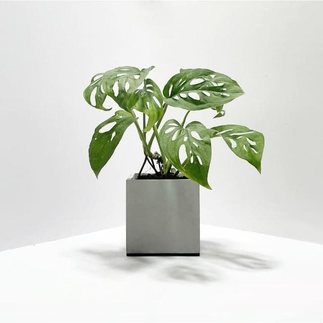 原植 | 小型植物 | 洞洞蔓綠絨 (植栽·盆栽·淨化空氣·送禮·觀賞植物)