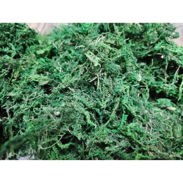 《大欣園藝》全館799免運_綠水苔300公克(綠水苔 綠水草 蘭花 苔球植物 盆栽鋪面 綠水草 蘭花園藝裝飾草 多肉 組盆裝飾 青苔)