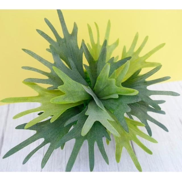 【HUGO DECO 榆果傢飾】高擬真鹿角蕨盆栽(擬真植物/禮物/綠化/永不凋零/佈置/蕨類)