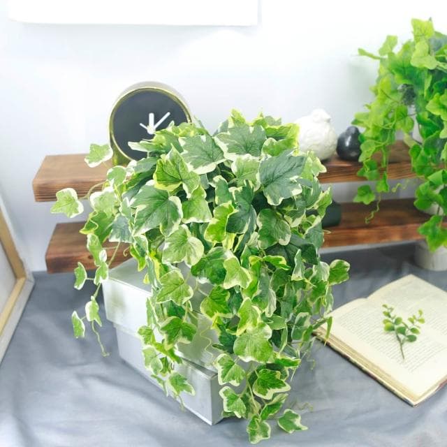 【HUGO DECO 榆果傢飾】高擬真綠白邊長春藤植栽(環境綠化/擬真植栽/藤蔓植物/居家佈置)