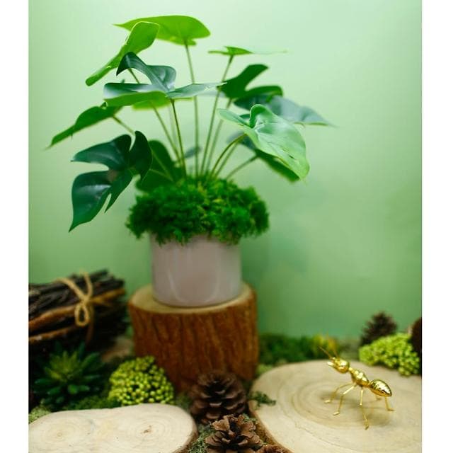 【HUGO DECO 榆果傢飾】擬真龜背芋 電信蘭香氛植栽 低款(擬真植物/人造盆栽/綠化/佈置/禮物)