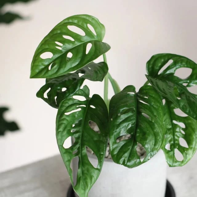 玉屋TAMAYA窗孔龜背芋盆栽(觀葉植物 送禮 開幕升遷 發表會 生日祝賀 告白 紀念日 畢業祝福 教師節)