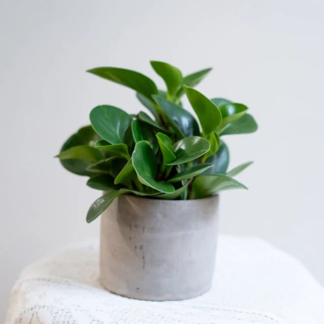 玉屋TAMAYA玉屋TAMAYA 圓葉椒草盆栽(觀葉植物 送禮 開幕升遷 發表會 生日祝賀 告白 紀念日 畢業祝福 教師節)