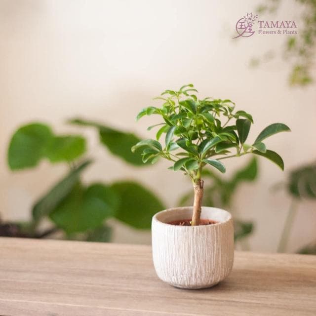 玉屋TAMAYA 鵝掌藤盆栽(觀葉植物 開幕升遷 發表會 生日祝賀 告白 紀念日 畢業祝福)