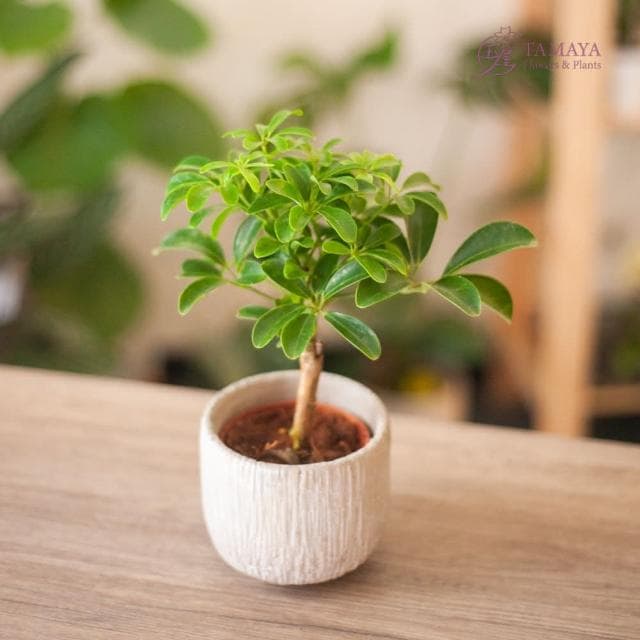 玉屋TAMAYA 鵝掌藤盆栽(觀葉植物 開幕升遷 發表會 生日祝賀 告白 紀念日 畢業祝福)