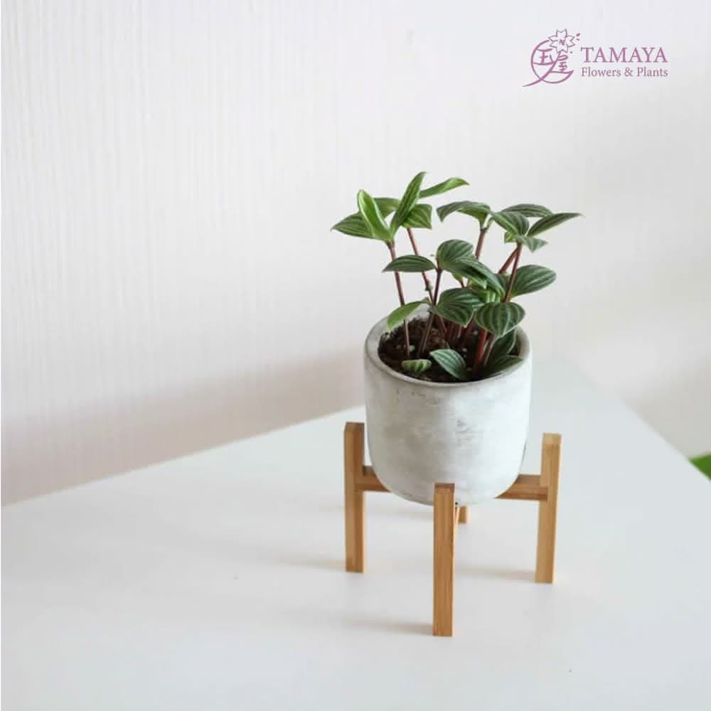 玉屋TAMAYA 白脈椒草盆栽(觀葉植物 盆栽 開幕升遷 發表會 生日祝賀 告白 紀念日 畢業祝福)