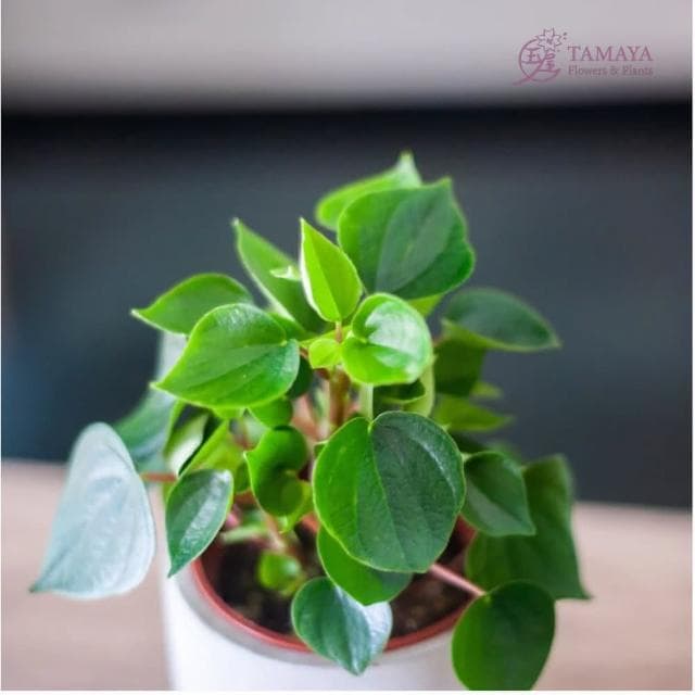 玉屋TAMAYA 心願椒草盆栽(觀葉植物 盆栽 開幕升遷 發表會 生日祝賀 告白 紀念日 畢業祝福)