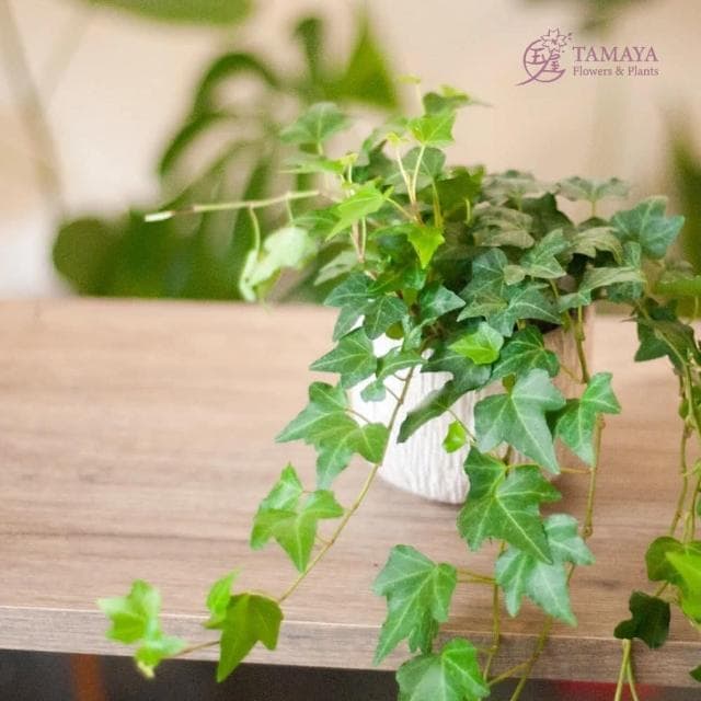 玉屋TAMAYA 常春藤盆栽(觀葉植物 開幕升遷 發表會 生日祝賀 告白 紀念日 畢業祝福)