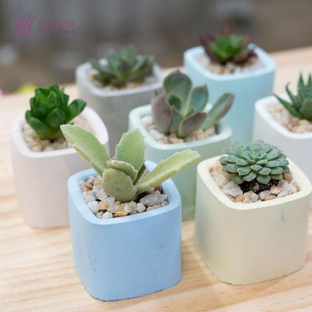 玉屋TAMAYA 迷你多肉盆栽 | 藍水泥盆(觀葉植物 盆栽 開幕升遷 發表會 生日祝賀 告白 紀念日 畢業祝福)