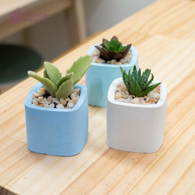玉屋TAMAYA 迷你多肉盆栽 | 藍水泥盆(觀葉植物 盆栽 開幕升遷 發表會 生日祝賀 告白 紀念日 畢業祝福)