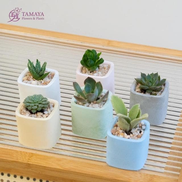 玉屋TAMAYA 迷你多肉盆栽 | 藍水泥盆(觀葉植物 盆栽 開幕升遷 發表會 生日祝賀 告白 紀念日 畢業祝福)