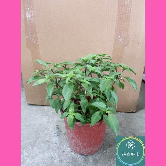 九層塔5-6吋(紅骨九層塔 植物 盆栽)