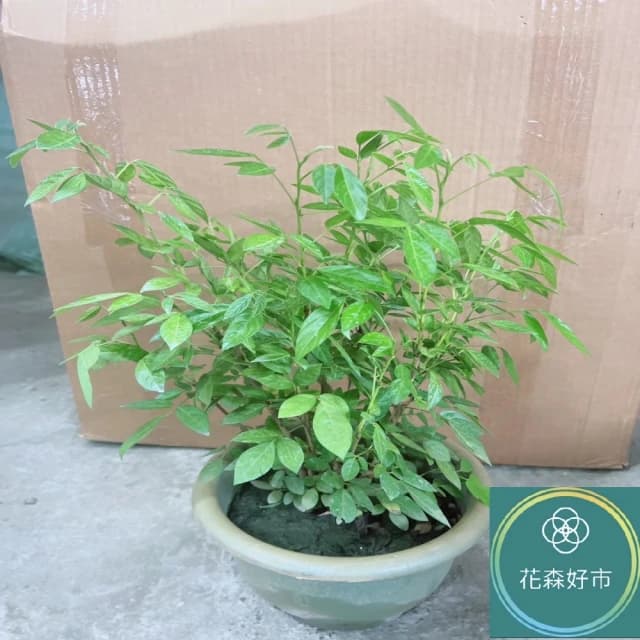 抹草(香氣 藥草 盆栽 避邪草 香草植物)