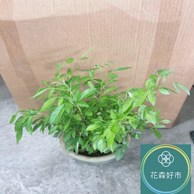 抹草(香氣 藥草 盆栽 避邪草 香草植物)
