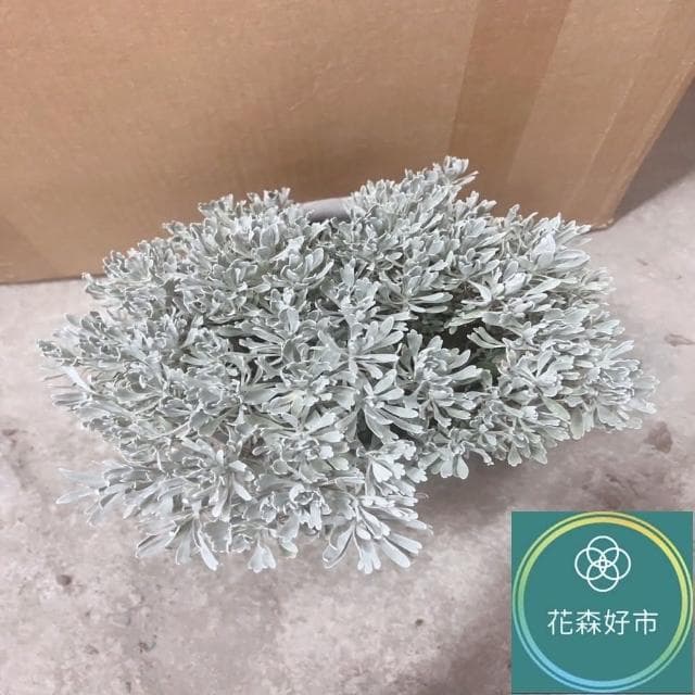 日本芙蓉 細葉芙蓉(香草植物 盆栽)