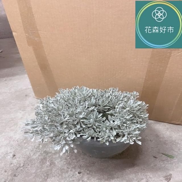 日本芙蓉 細葉芙蓉(香草植物 盆栽)