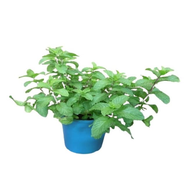 綠薄荷 清箭薄荷 荷蘭薄荷5-6吋(香氣 香草植物 盆栽 薄荷類)