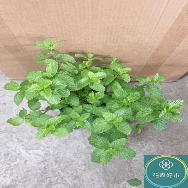 綠薄荷 清箭薄荷 荷蘭薄荷5-6吋(香氣 香草植物 盆栽 薄荷類)