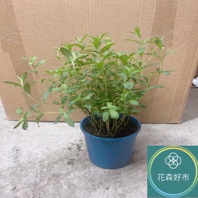 甜菊_5吋盆(香草植物 盆栽 天然代糖)