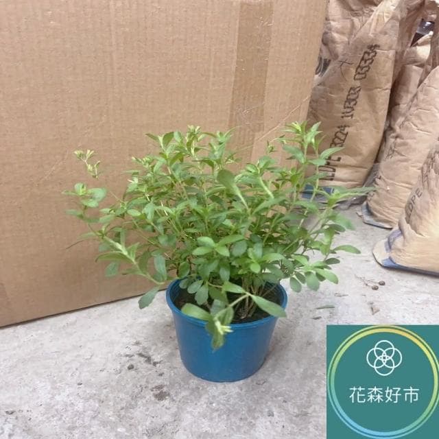 甜菊_5吋盆(香草植物 盆栽 天然代糖)
