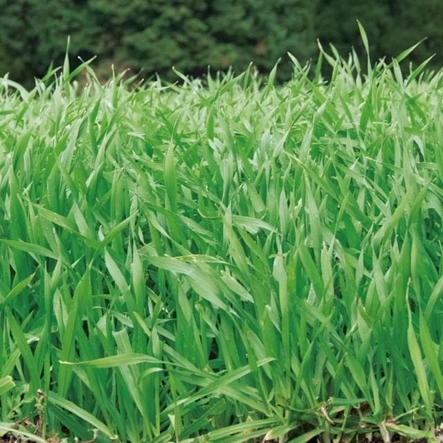 5Cgo🏆The Golden 大麥若葉粉末 3公克 X 176包 #567872 Barley Young Leaves 3 g X 176-Sachet