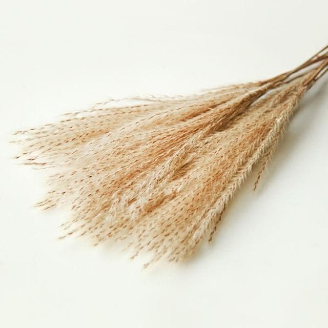 【BlueCat】天然乾燥拂塵草(乾花 乾燥花 天然植物 景觀植栽 花材裝飾 居家佈置 園藝花藝)