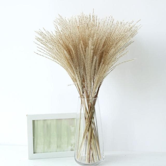 【BlueCat】天然乾燥拂塵草(乾花 乾燥花 天然植物 景觀植栽 花材裝飾 居家佈置 園藝花藝)