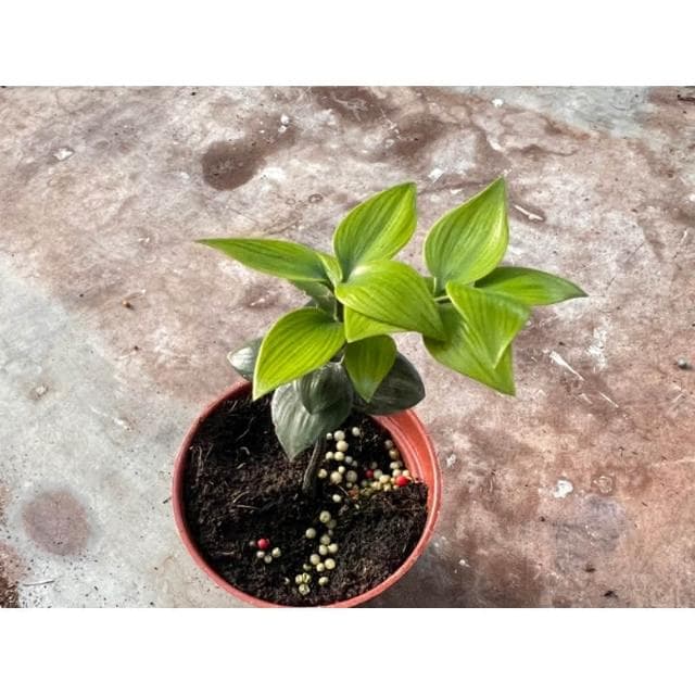 多肉好好買 三吋盆 可愛ㄉ 圓葉竹柏 觀葉 多肉植物