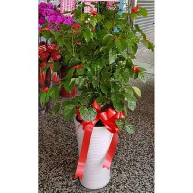 {宇璐花卉} 旺旺樹/開幕開市/榮升榮調/喬遷/會員大會/競選總部成立/物品所在地台北市(旺旺樹)