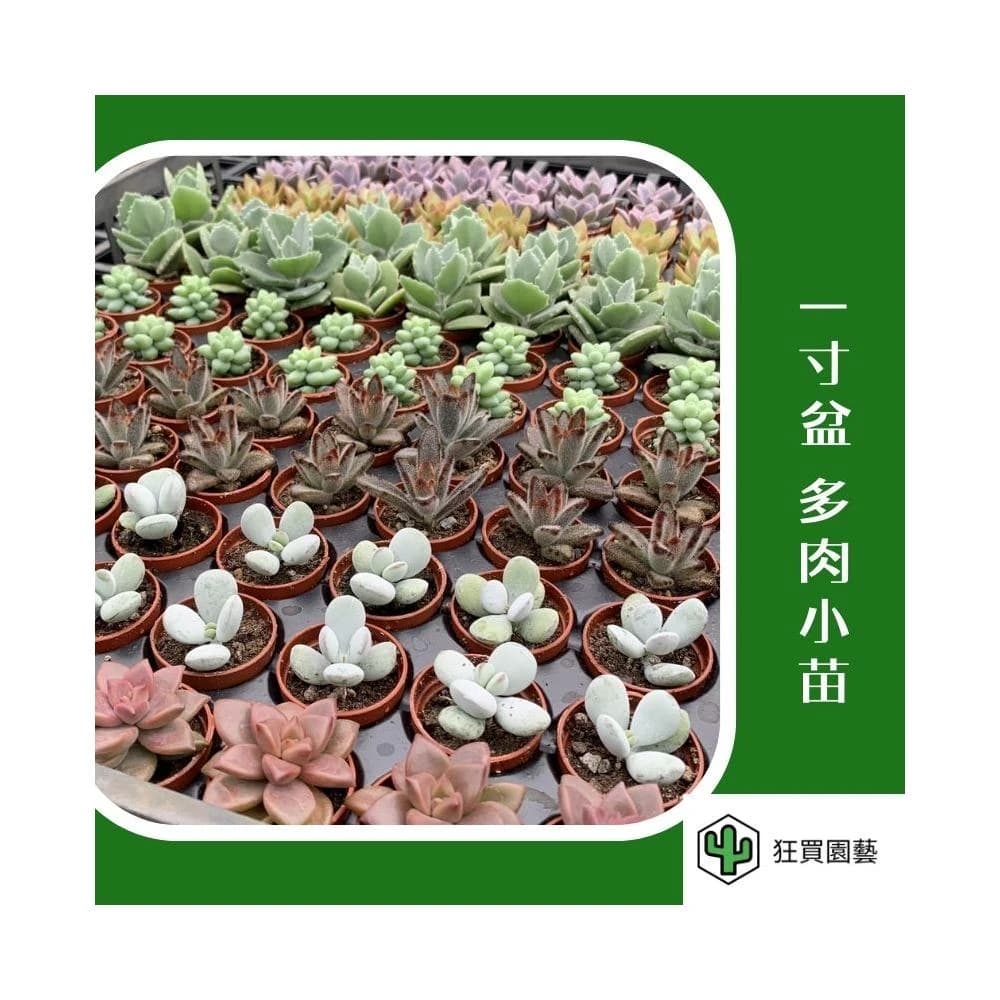 多肉植物 1寸小豆盆組(5入) 隨機出貨
