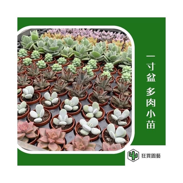 多肉植物 1寸小豆盆組(5入) 隨機出貨