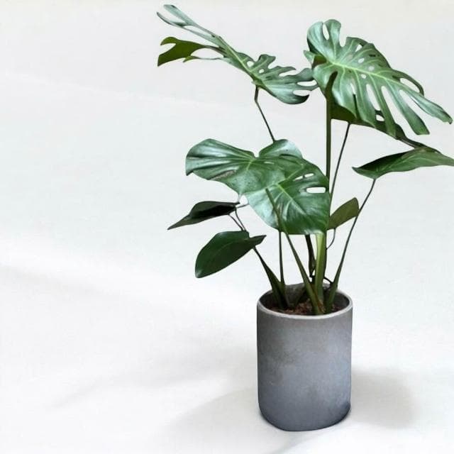 龜背芋盆栽八吋竹簍 開幕送禮 室內植物 觀葉植物 園藝 發財樹 琴葉榕 天堂鳥