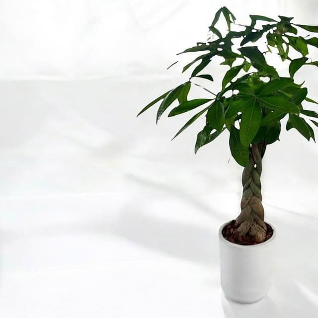 發財樹盆栽 馬拉巴栗 水泥盆 開幕送禮 室內植物 觀葉植物 開幕盆栽 室內盆栽 盆栽植物  園藝 天堂鳥 龜背芋 琴葉榕