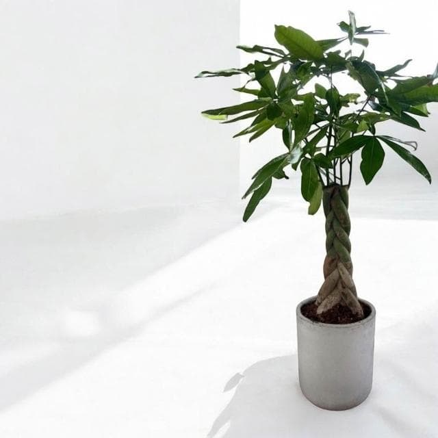 發財樹盆栽 馬拉巴栗 水泥盆 開幕送禮 室內植物 觀葉植物 開幕盆栽 室內盆栽 盆栽植物  園藝 天堂鳥 龜背芋 琴葉榕