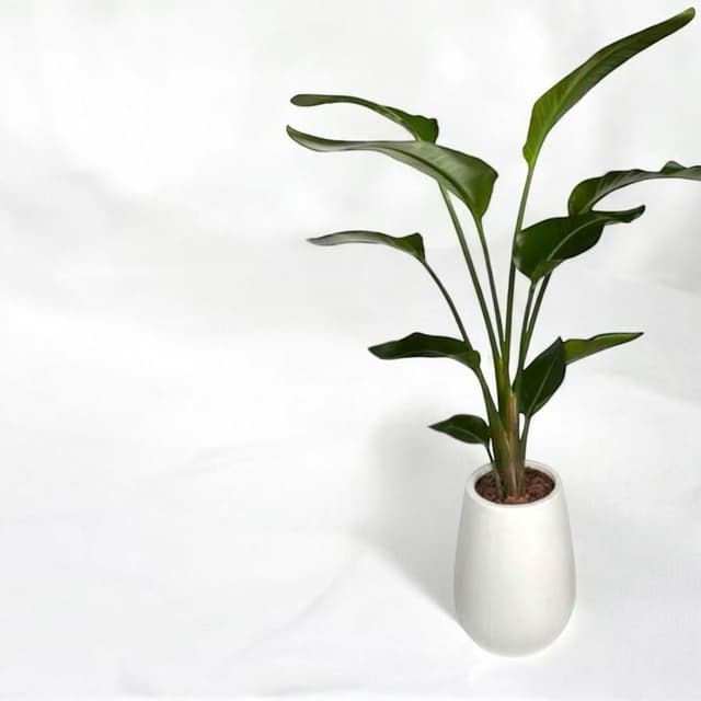 天堂鳥 白花天堂鳥盆栽八吋竹簍 開幕送禮 室內植物 觀葉植物 開幕盆栽 室內盆栽 盆栽植物  園藝 天堂鳥 龜背芋盆栽