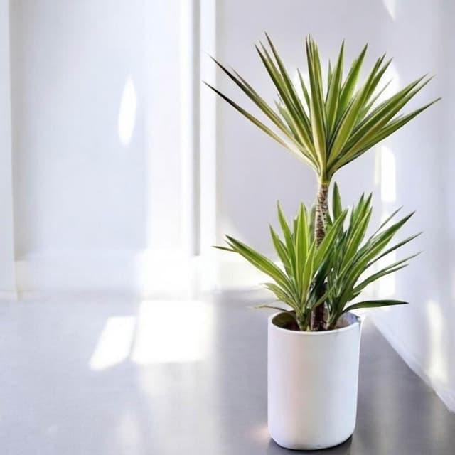 斑葉尤加 尤加樹 斑葉尤加樹水泥盆 大型盆栽 開幕送禮 室內植物 觀葉植物 開幕盆栽 室內盆栽 盆栽植物  園藝 龜背芋