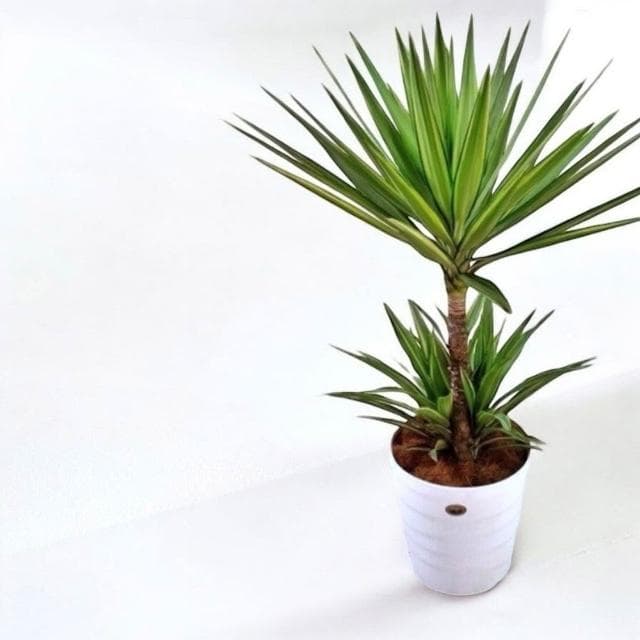 斑葉尤加 尤加樹 斑葉尤加樹水泥盆 大型盆栽 開幕送禮 室內植物 觀葉植物 開幕盆栽 室內盆栽 盆栽植物  園藝 龜背芋