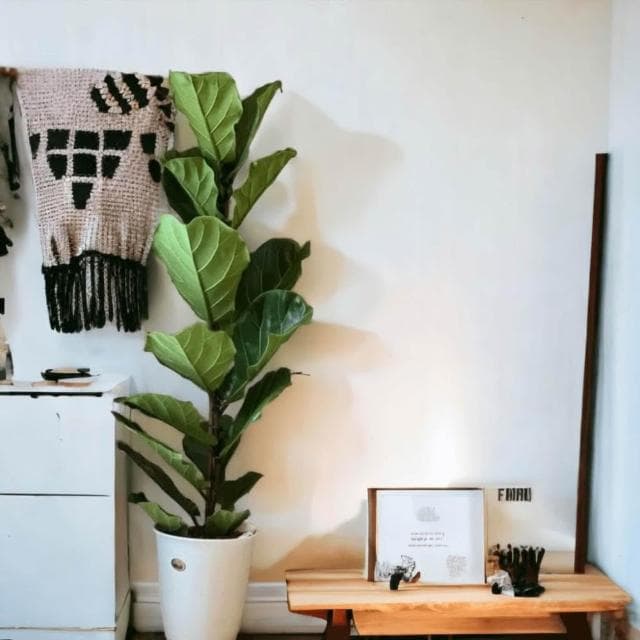 琴葉榕 大葉琴葉榕 八吋白盆 開幕送禮 室內植物 觀葉植物 開幕盆栽 室內盆栽 盆栽植物  園藝 發財樹盆栽 龜背芋盆栽