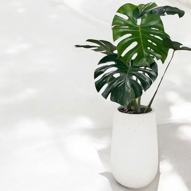 玠森工坊 龜背芋(大型觀葉植物 室內佈置 療癒系開運植栽)
