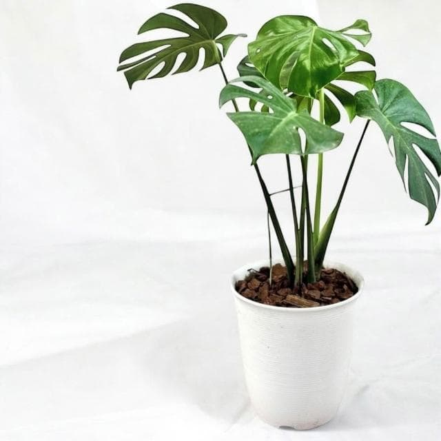 玠森工坊 龜背芋(大型觀葉植物 室內佈置 療癒系開運植栽)