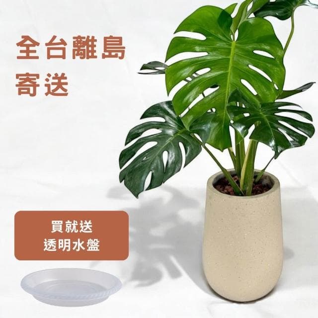 玠森工坊 龜背芋(大型觀葉植物 室內佈置 療癒系開運植栽)