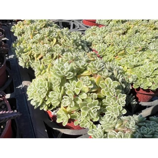 三寸盆 斑葉景天 多肉植物 現貨
