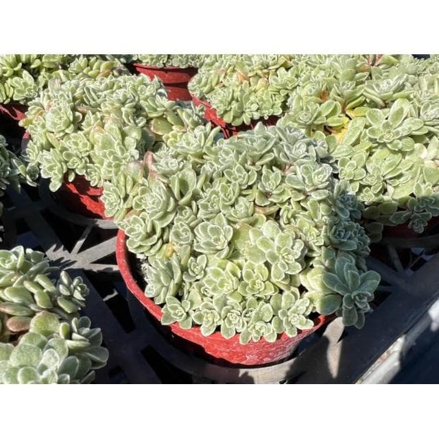 三寸盆 斑葉景天 多肉植物 現貨