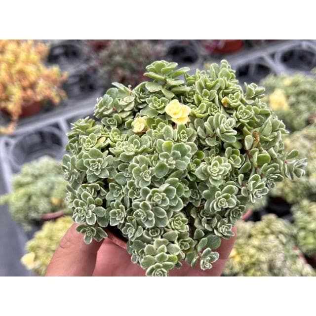 三寸盆 斑葉景天 多肉植物 現貨