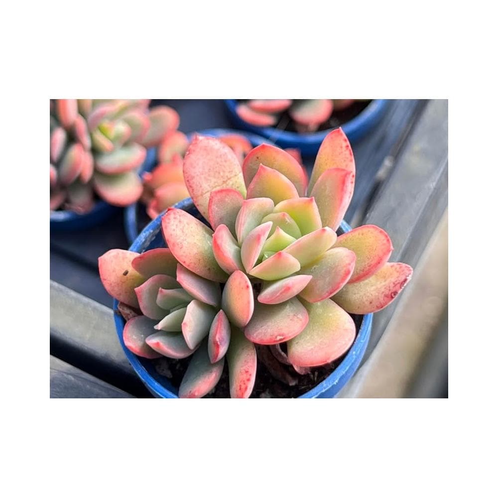 一寸盆 綺蘿 多肉植物 現貨